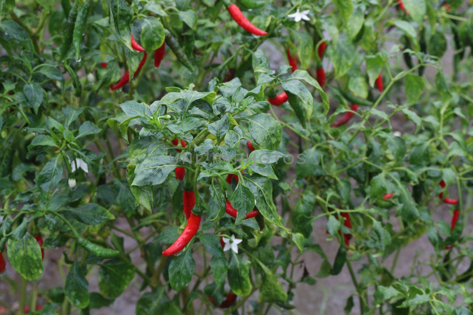 red colored chili on tree in farm for harvest