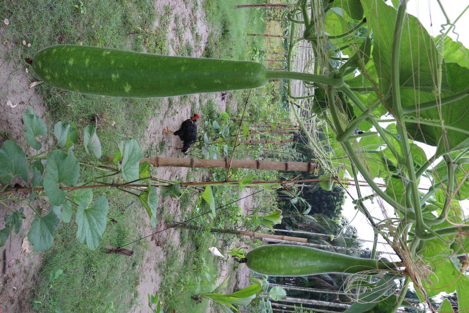 bottle gourd stock on farm for harvest