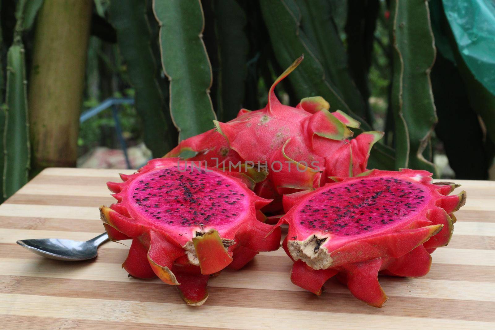 dragon fruit on tree in firm by jahidul2358