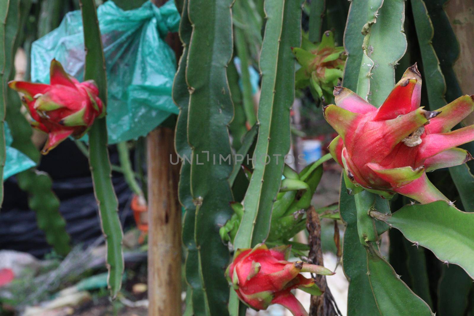 dragon fruit on tree in firm by jahidul2358