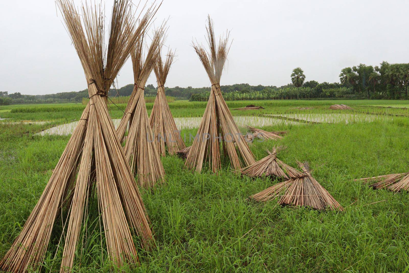 jute stick bunch stock on farm for harvest