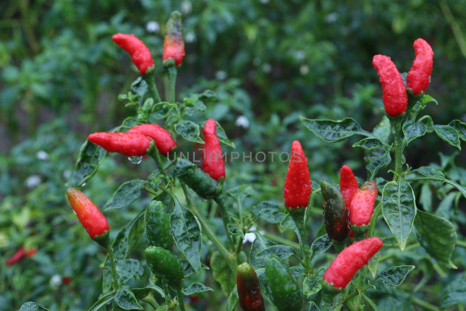 red colored chili on tree in farm for harvest