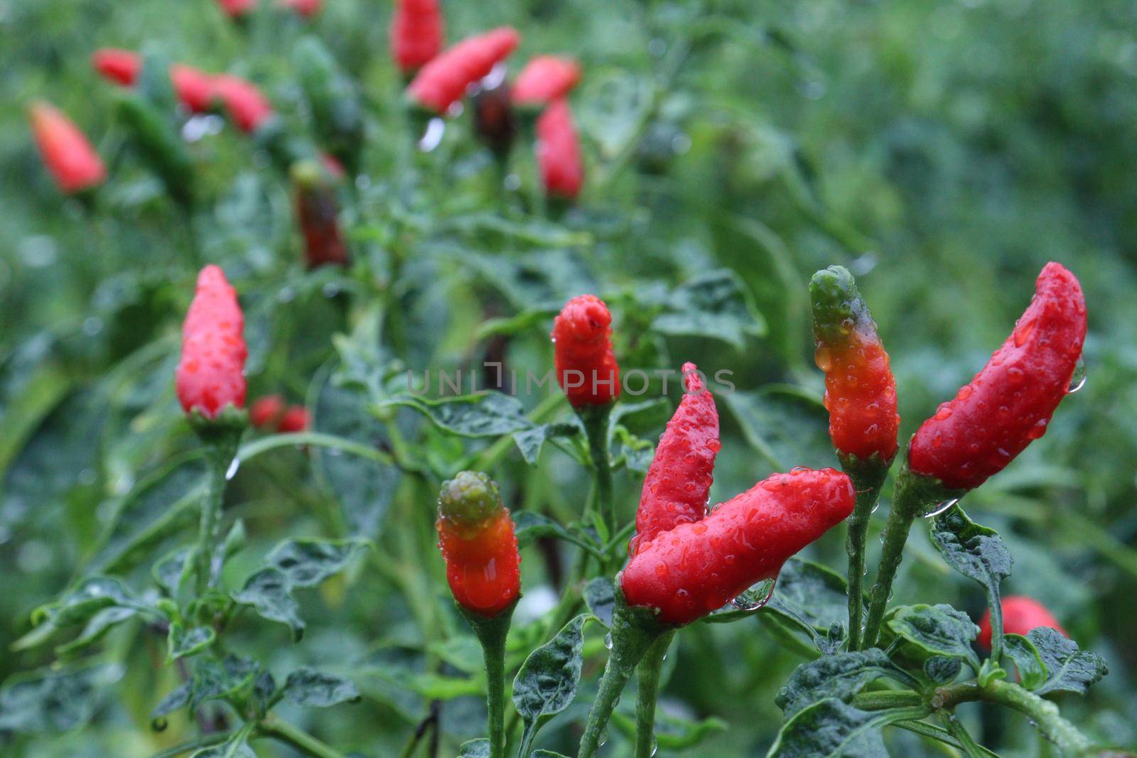 red colored chili on tree in farm for harvest