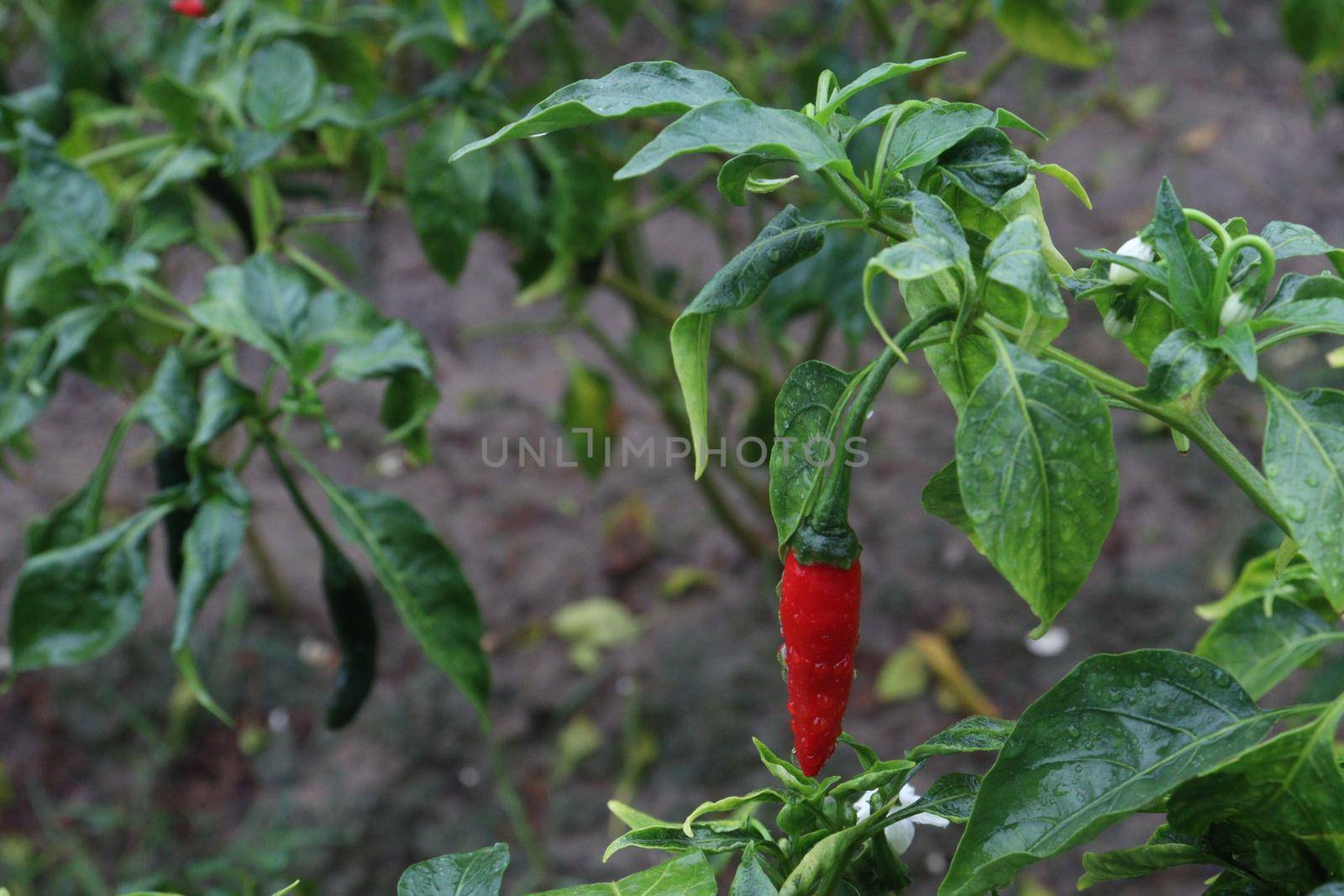 red colored chili on tree in farm for harvest