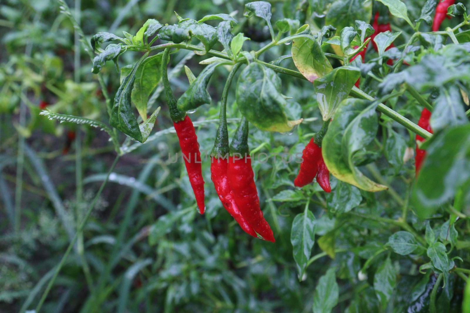 red colored chili on tree in farm for harvest