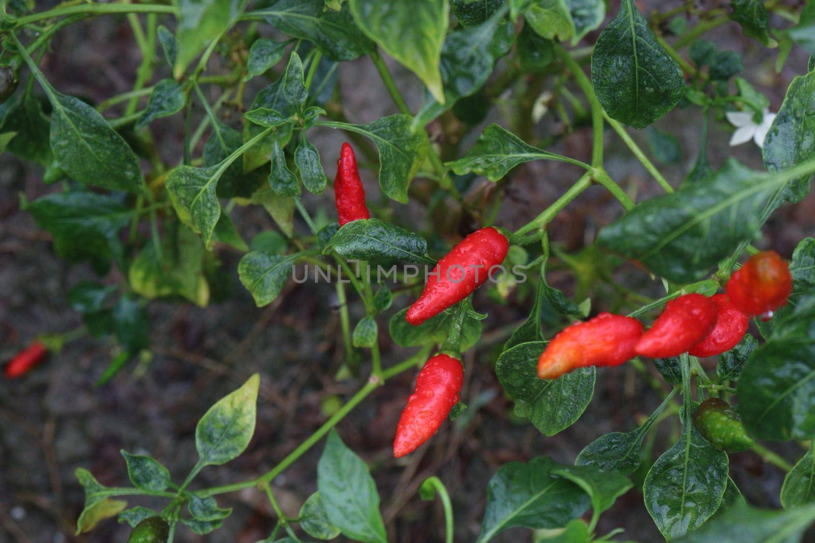 red colored chili on tree in farm for harvest