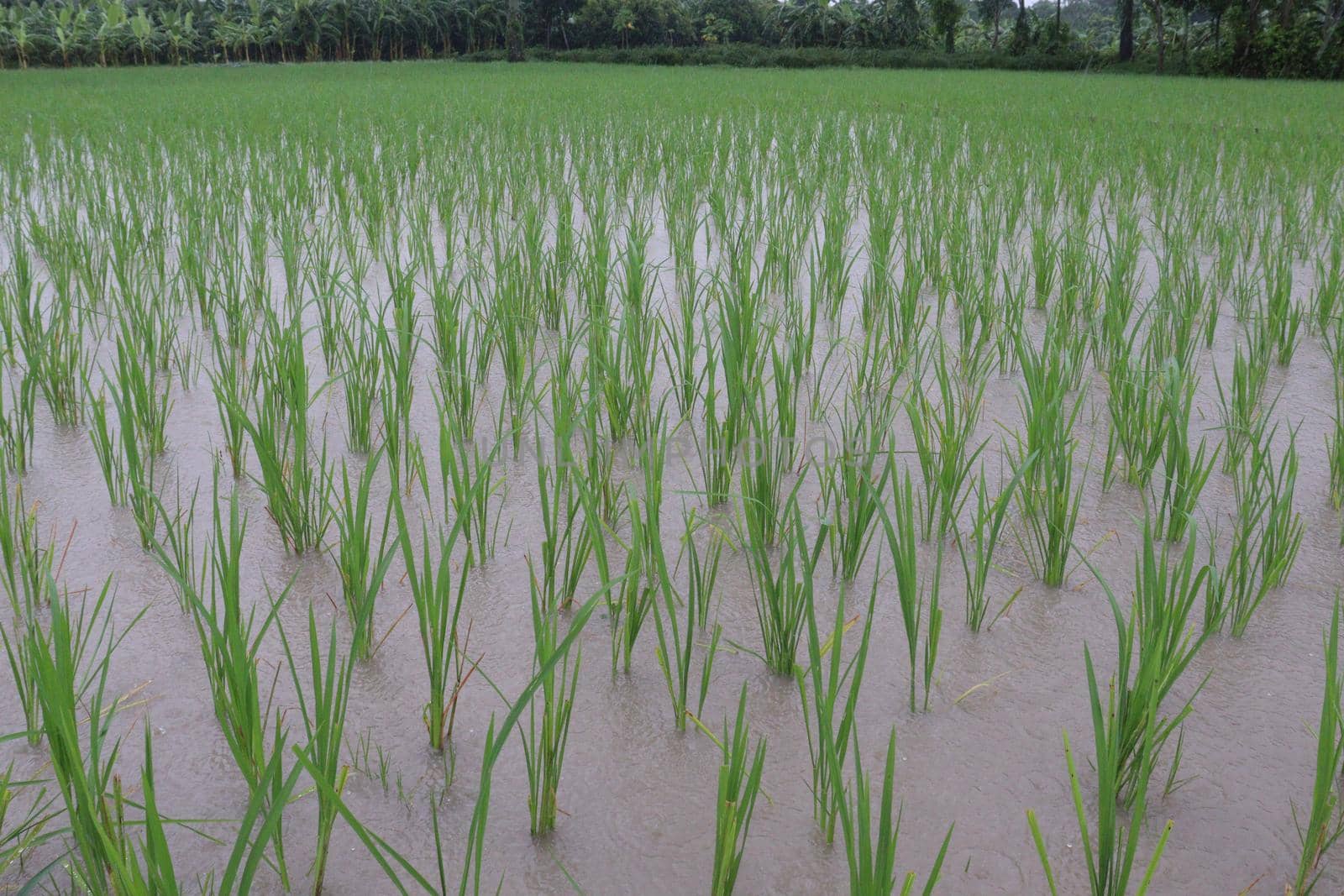 green colored paddy farm on field by jahidul2358