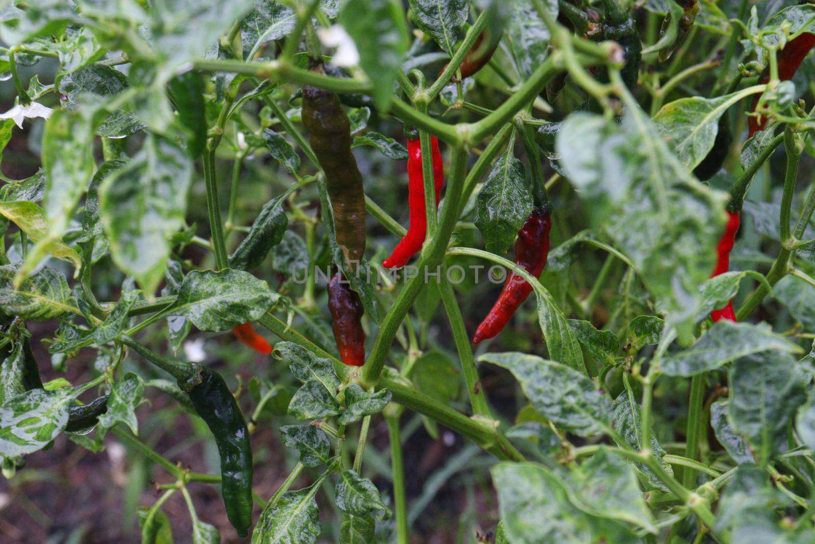 red colored chili on tree by jahidul2358