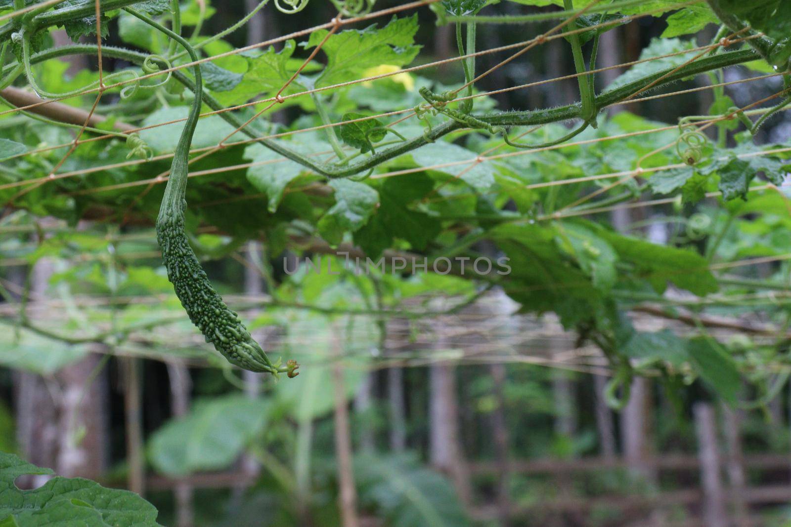 green colored chili on tree in farm for harvest