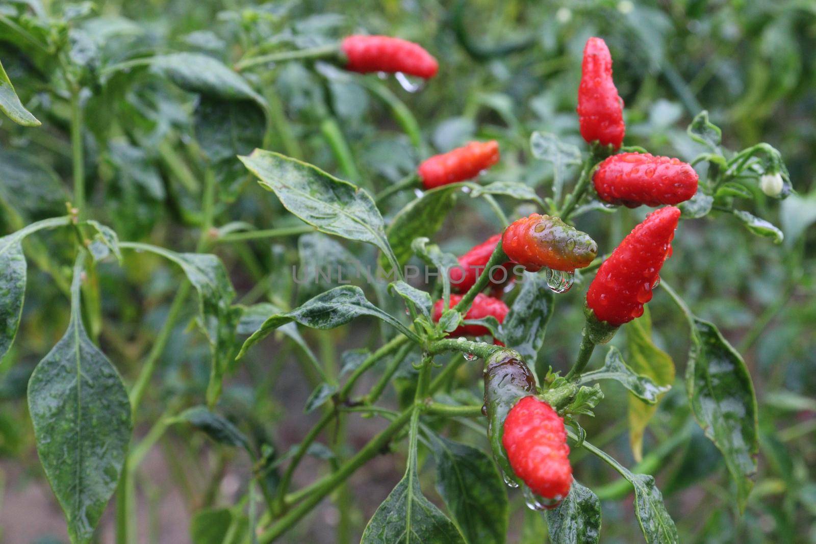 red colored chili on tree in farm for harvest