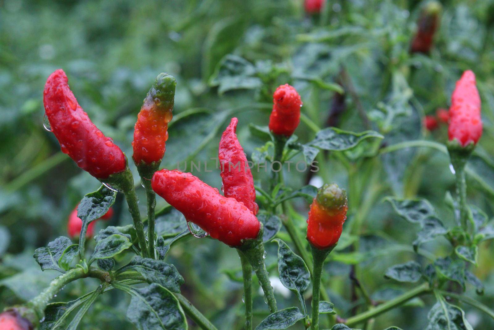 red colored chili on tree by jahidul2358