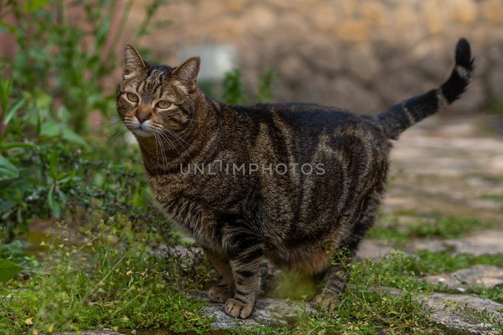 close-up of brown and black common cat looking at the camera walking in the field