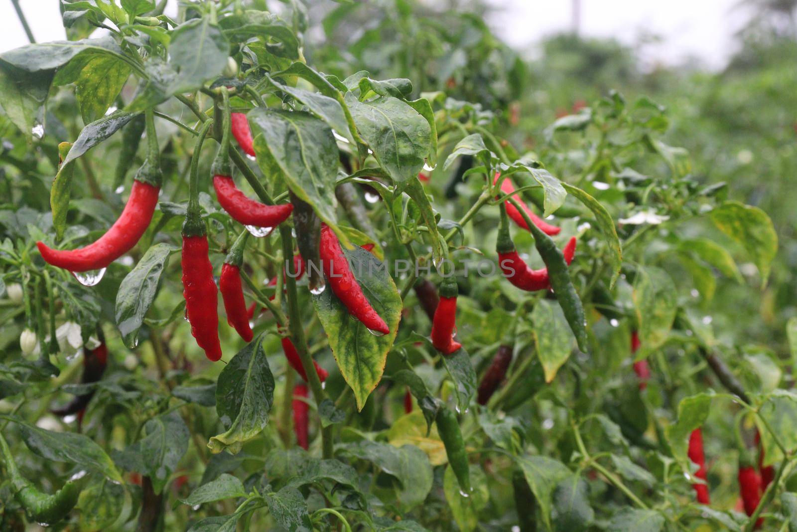 red colored chili on tree in farm for harvest