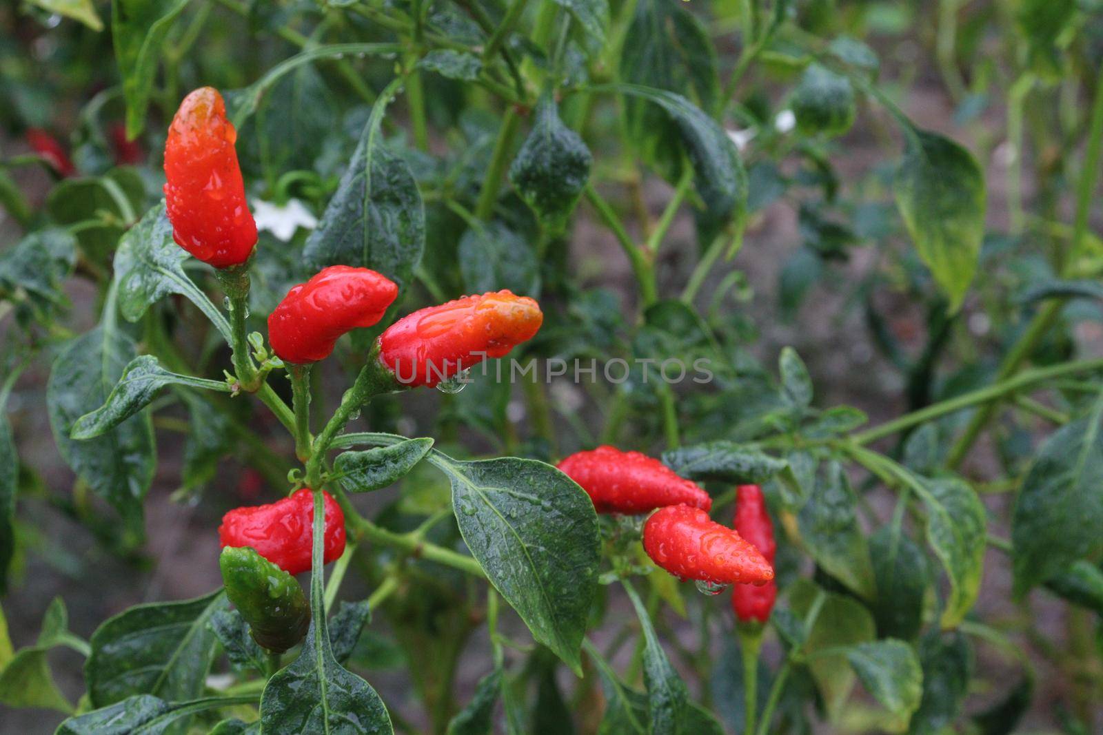 red colored chili on tree in farm for harvest