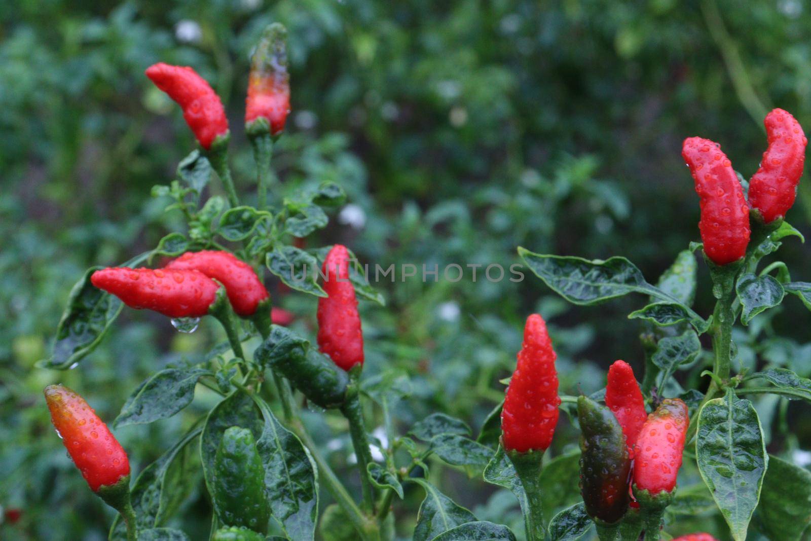 red colored chili on tree in farm for harvest