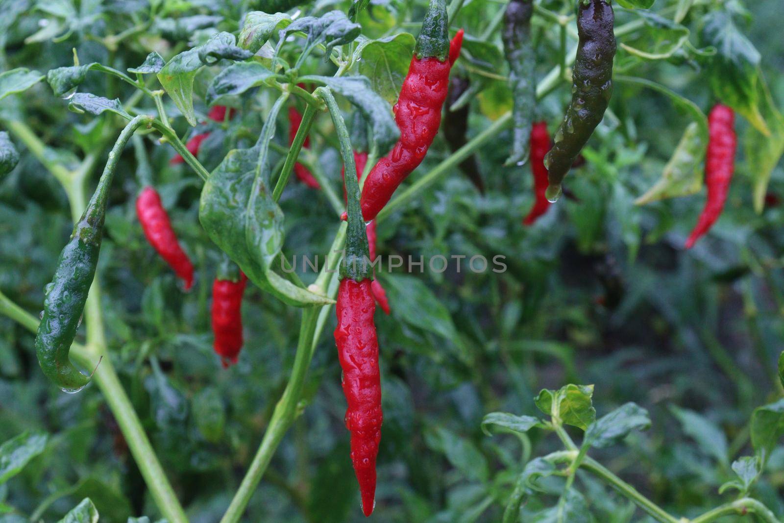 red colored chili on tree by jahidul2358