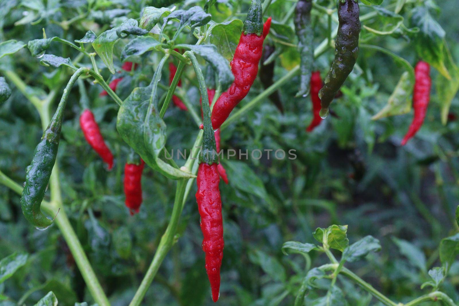 red colored chili on tree in farm for harvest