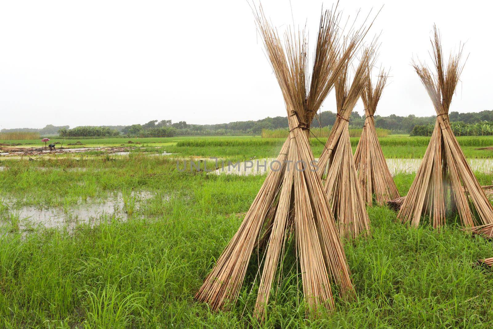 jute stick bunch stock on farm by jahidul2358