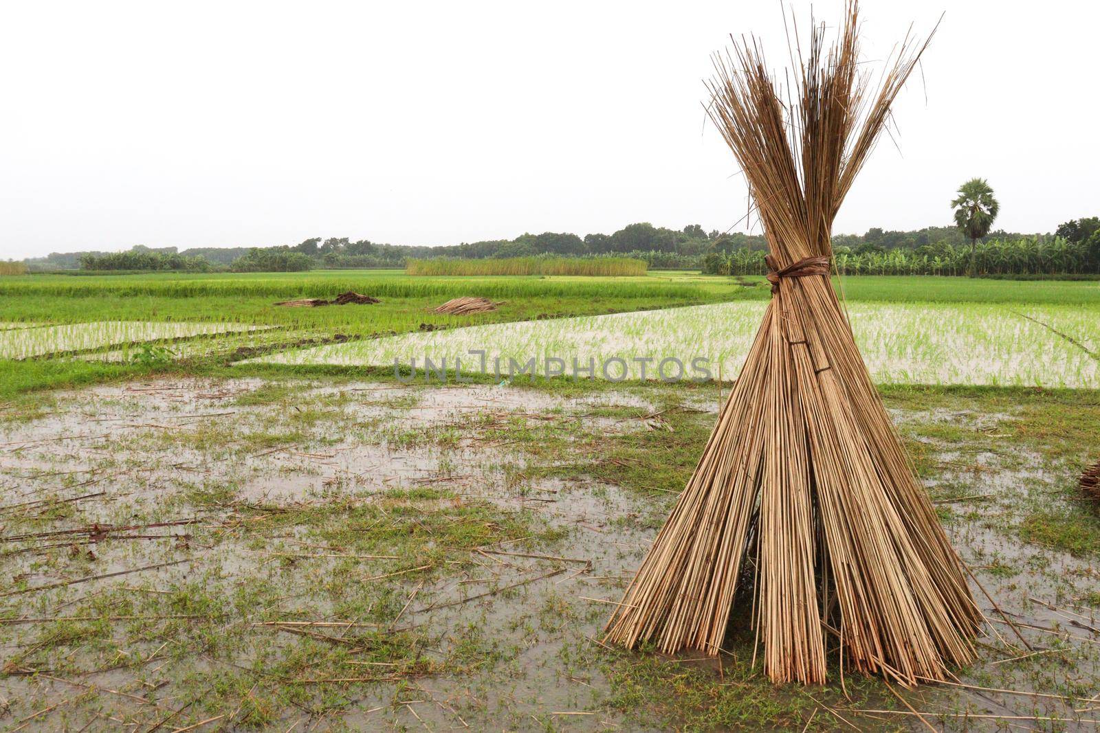 jute stick bunch stock on farm for harvest