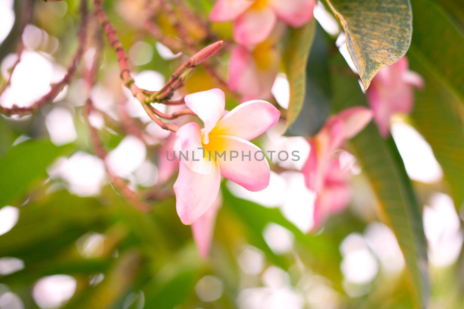 Tropical pink frangipani flowers on green leaves background. Close up plumeria tree.