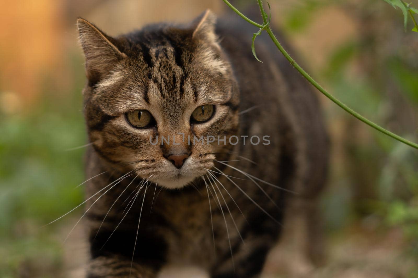 close-up of brown and black common cat looking at the camera walking in the field