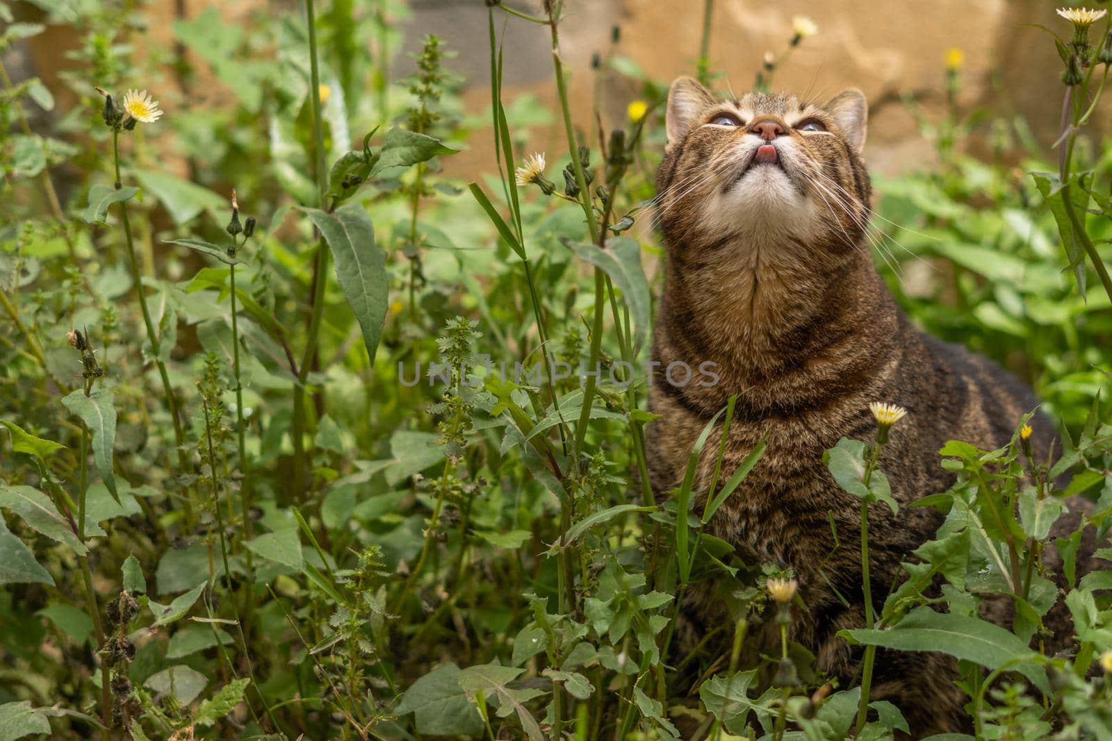 close-up of brown and black common cat among the grass and yellow flowers sticking out its tongue and licking its lips.