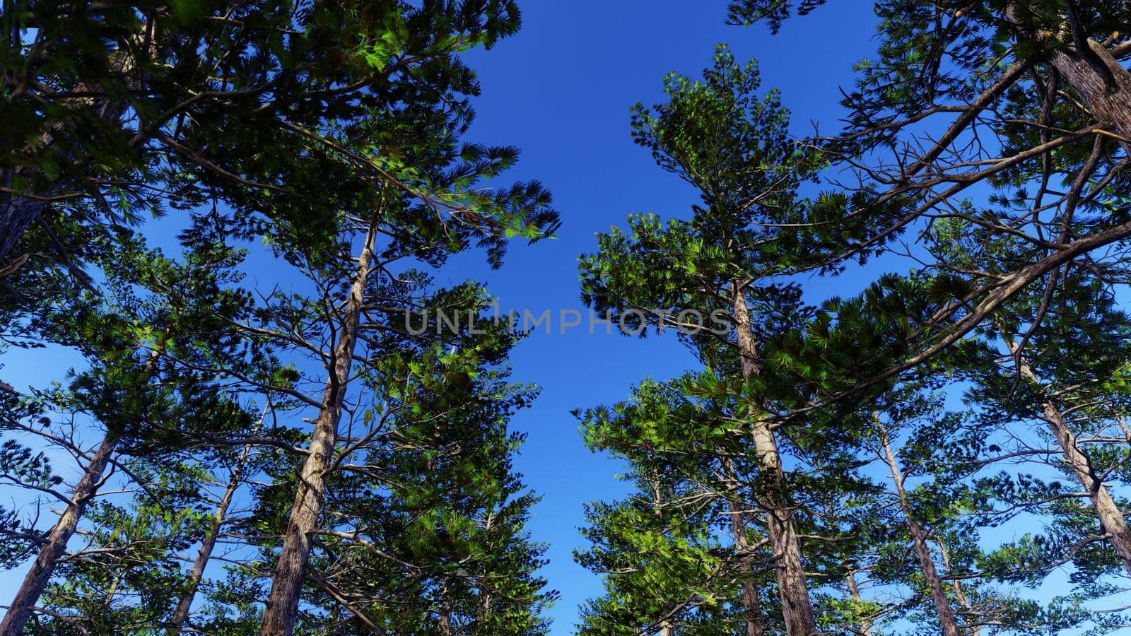 Blue Sky And Siberian Pine Forest by urzine