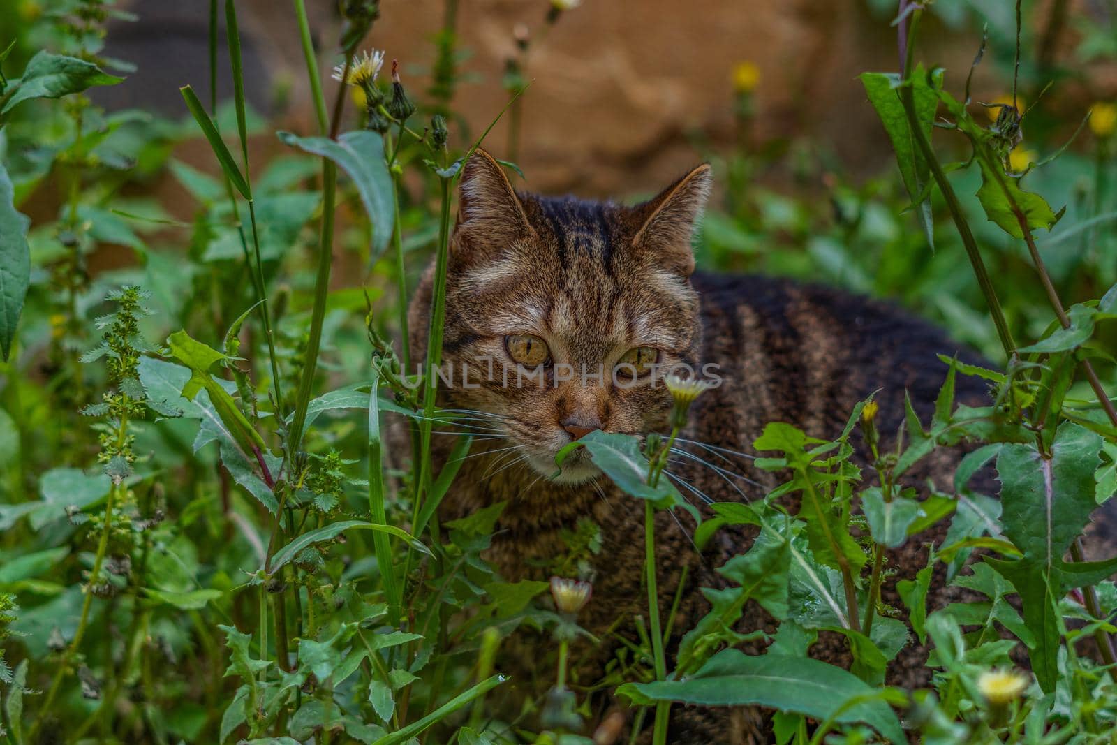 close-up of brown and black common cat looking at the camera walking among the flowers in a meadow of green grass and yellow flowers