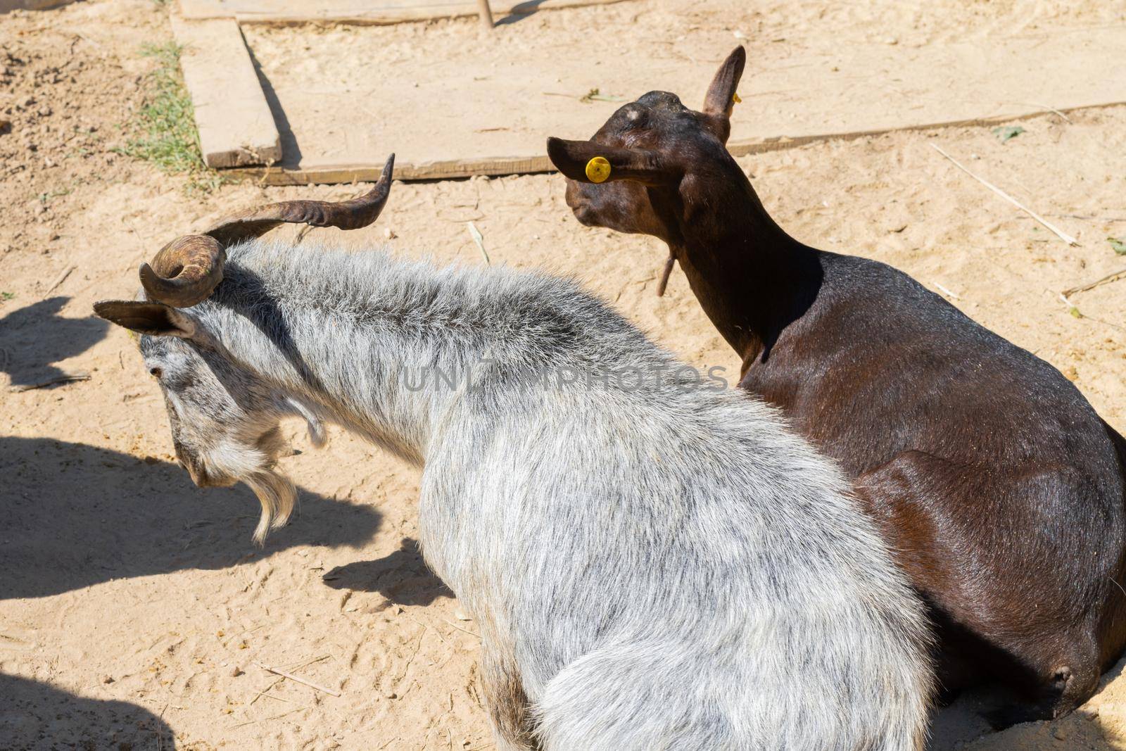 goats eating fresh grass on a sunny day in the field