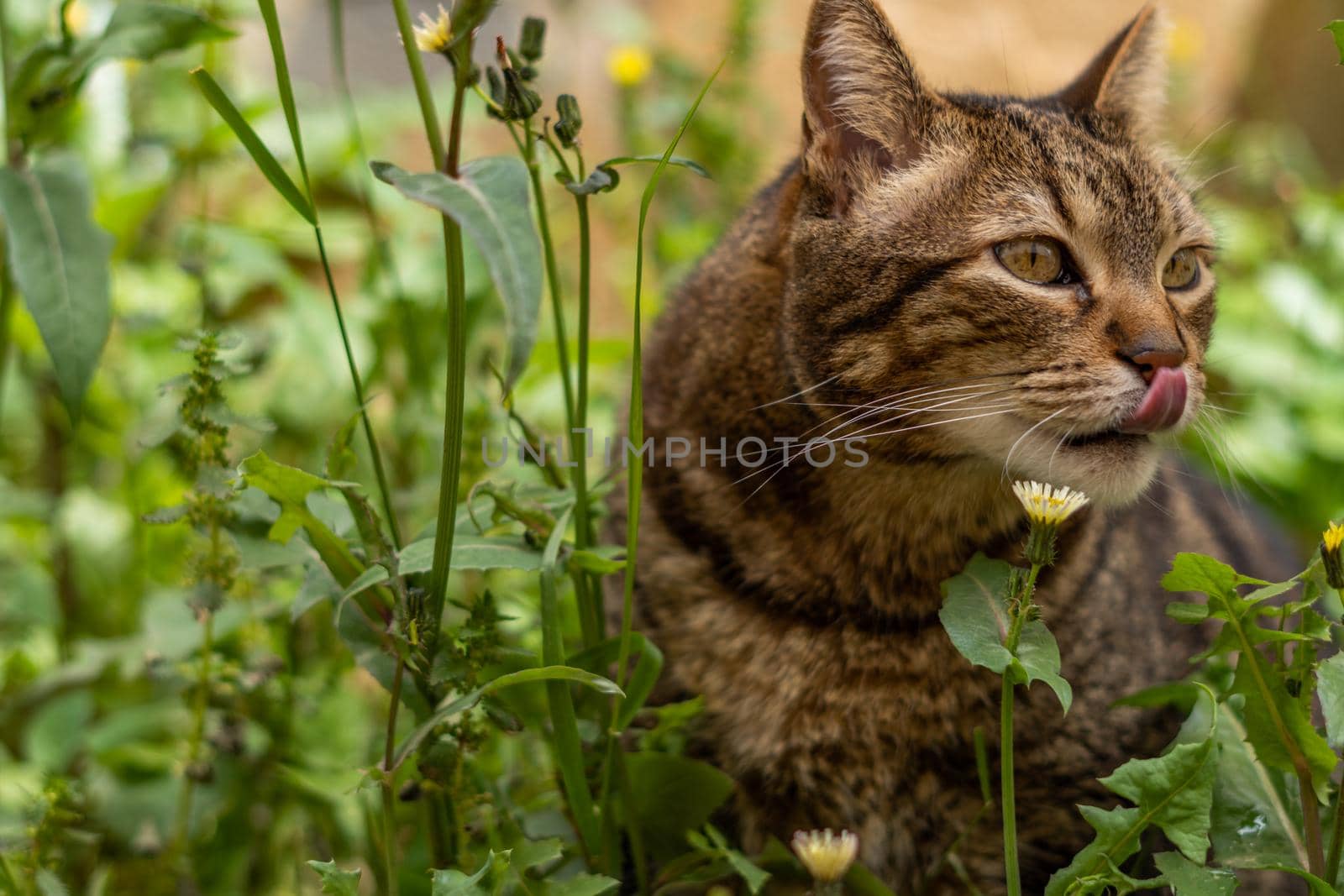 close-up of brown and black common cat among the grass and yellow flowers sticking out its tongue and licking its lips.