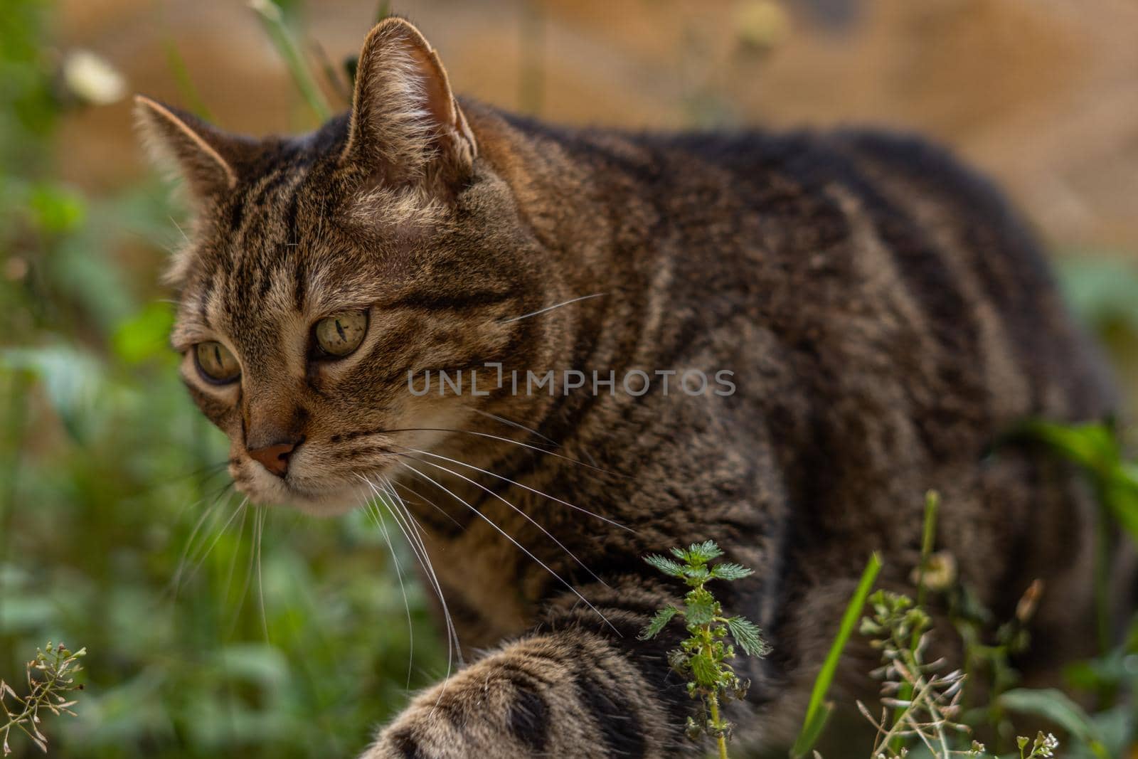 close-up of brown and black common cat looking at the camera walking in the field