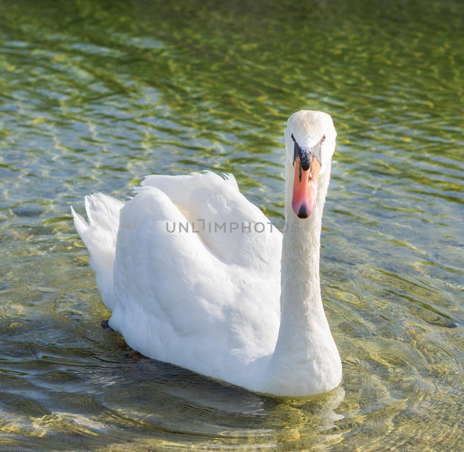 white swan swimming in the lake sunny day