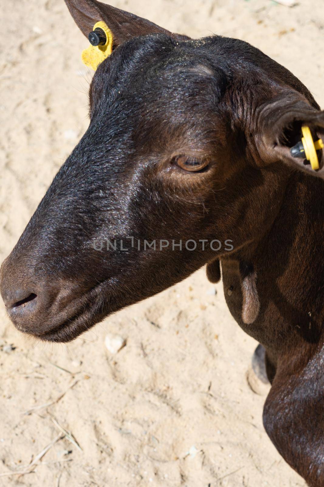 goats eating in the field by joseantona