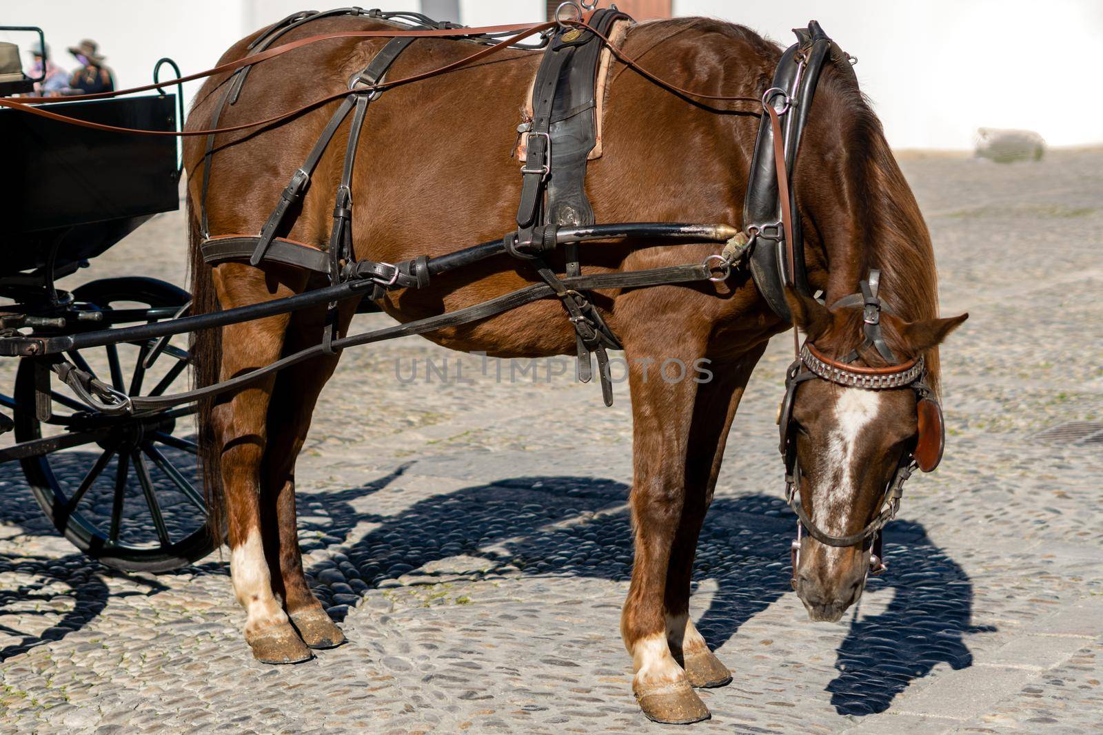 horse carriage with brown horse for sightseeing tours around the city of ronda