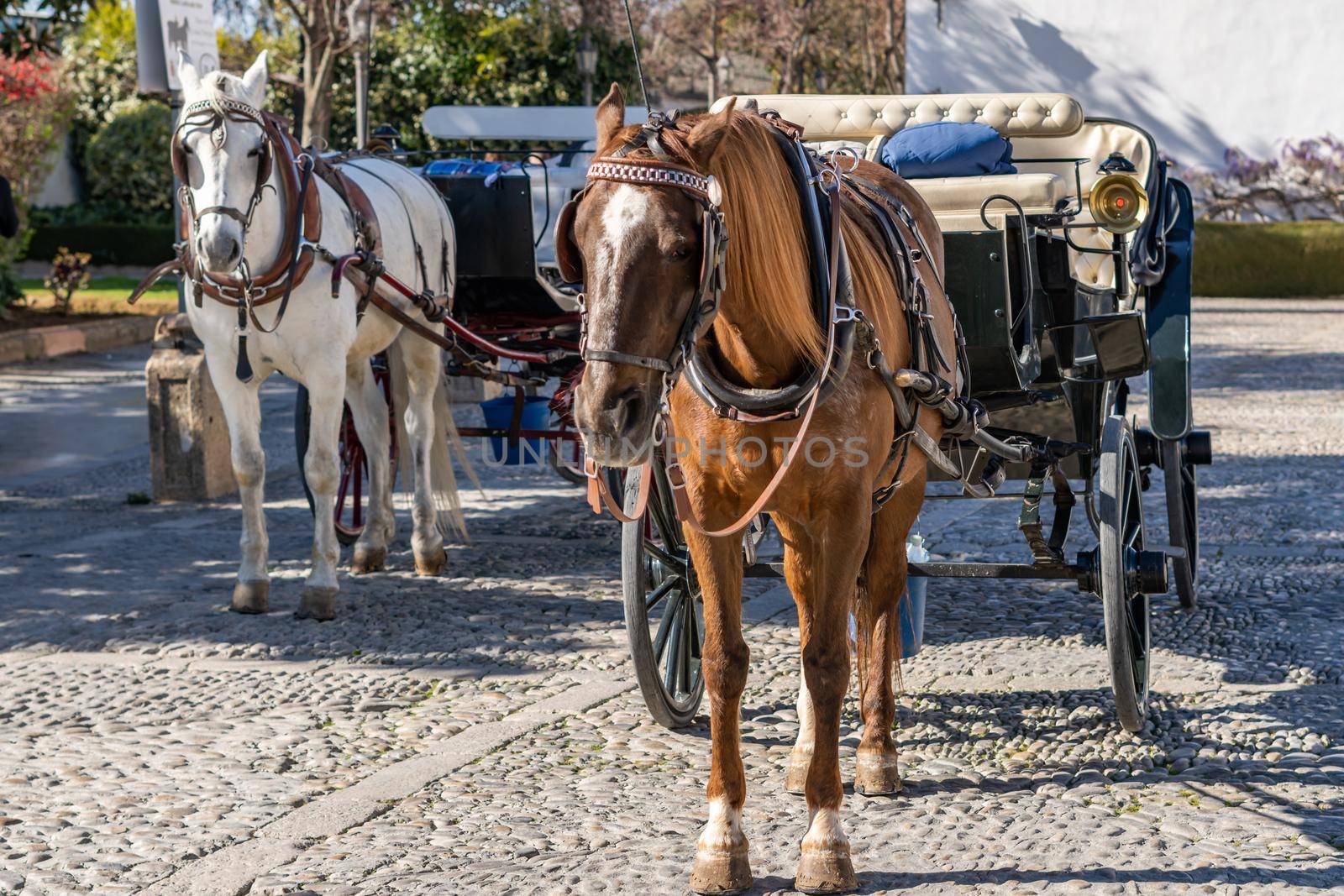 horse-drawn carriage for sightseeing tours by joseantona