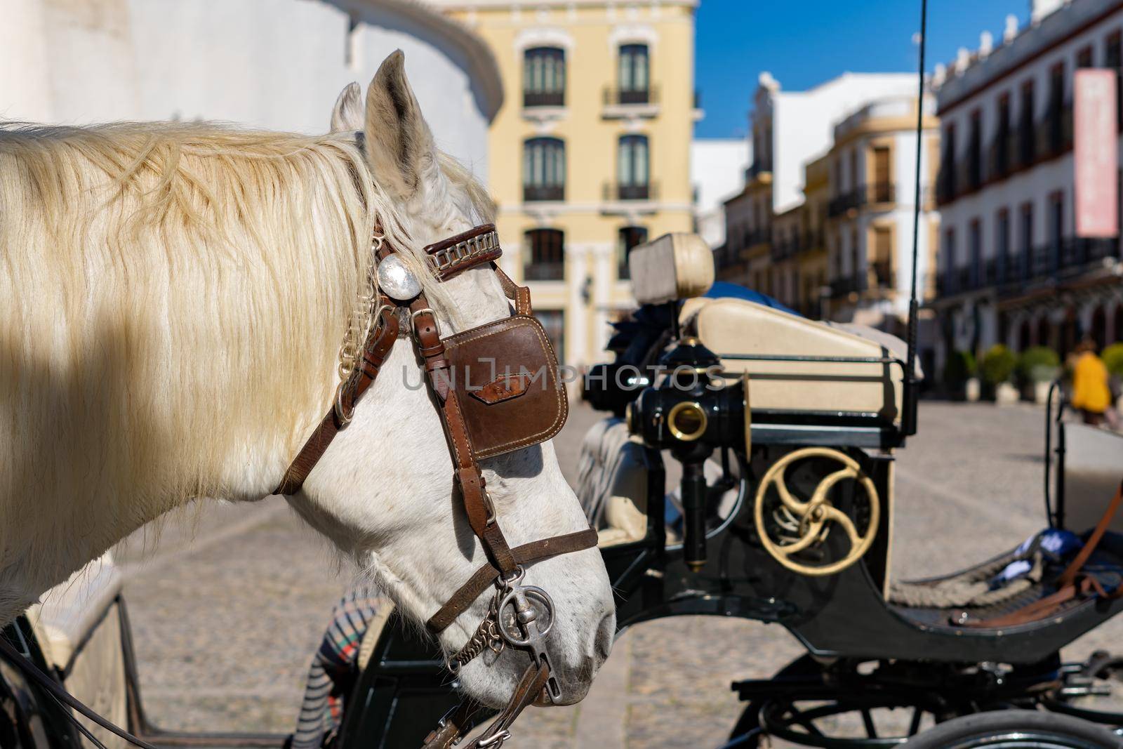 close-up of a horse's head hitched to a cart by its straps