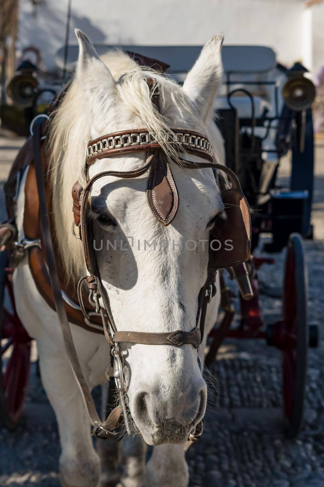 close-up of horse's head hitched to a cart by joseantona