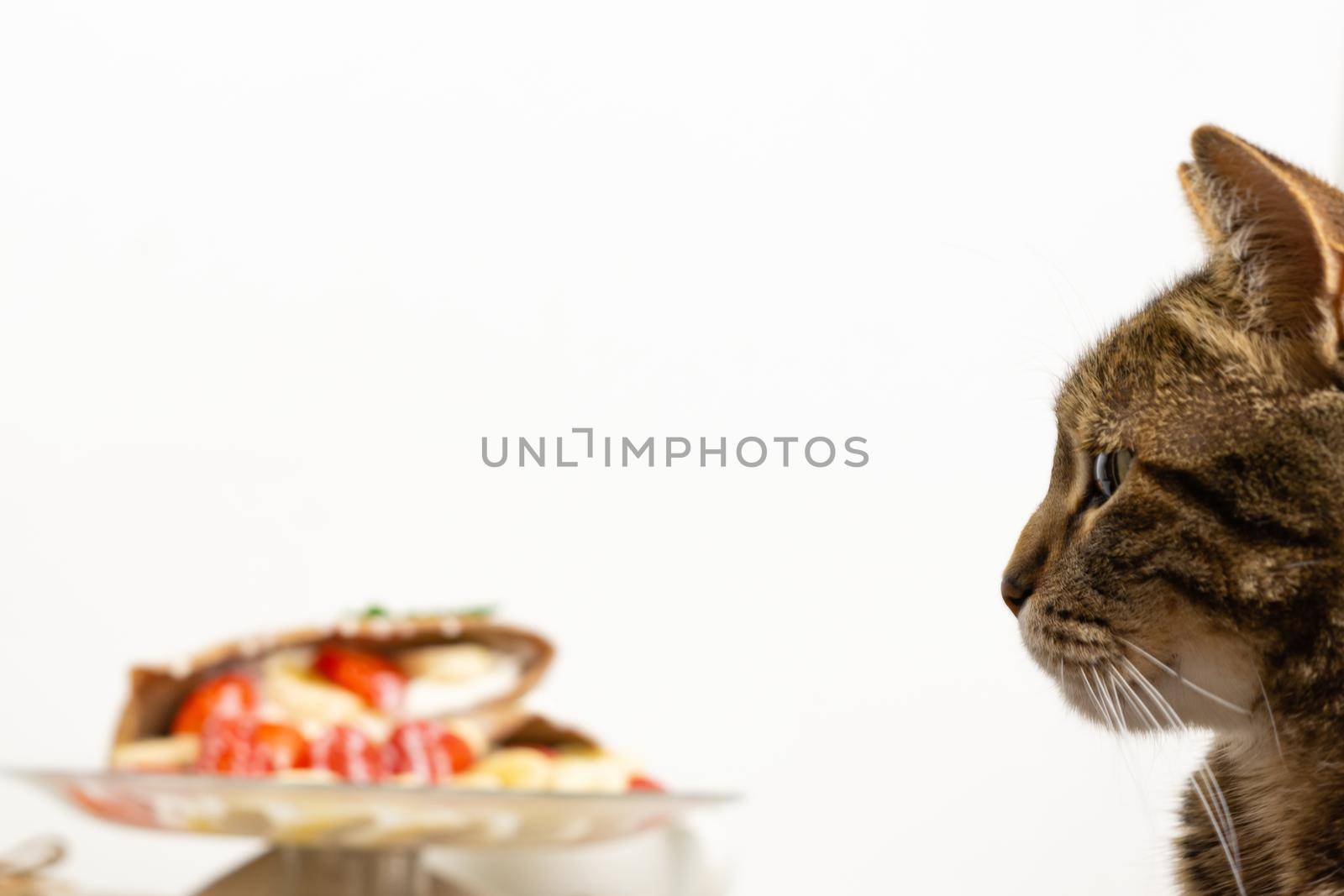 common cat on white background looking at a cake