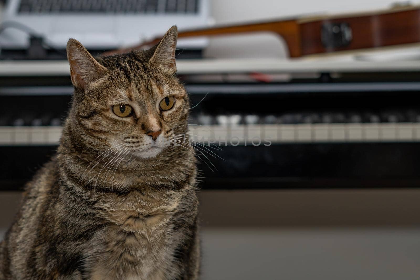 common brown and black cat sitting with a piano in the background out of focus