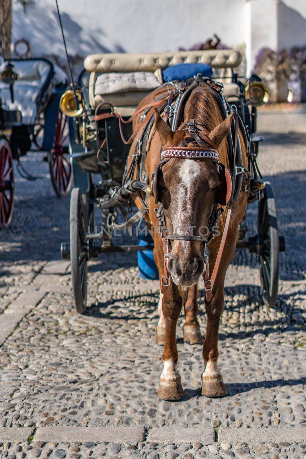 horse carriage with brown horse for sightseeing tours around the city of ronda