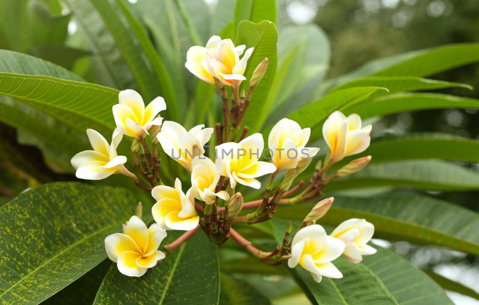 Tropical white frangipani flowers on green leaves background. Close up plumeria tree.