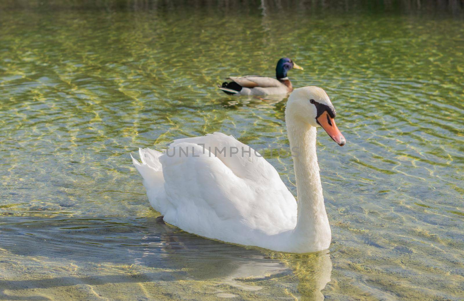 white swan swimming in the lake sunny day