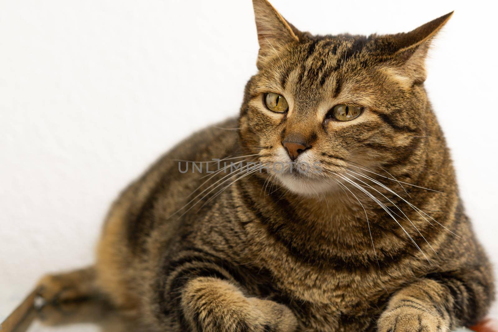 common cat on white background