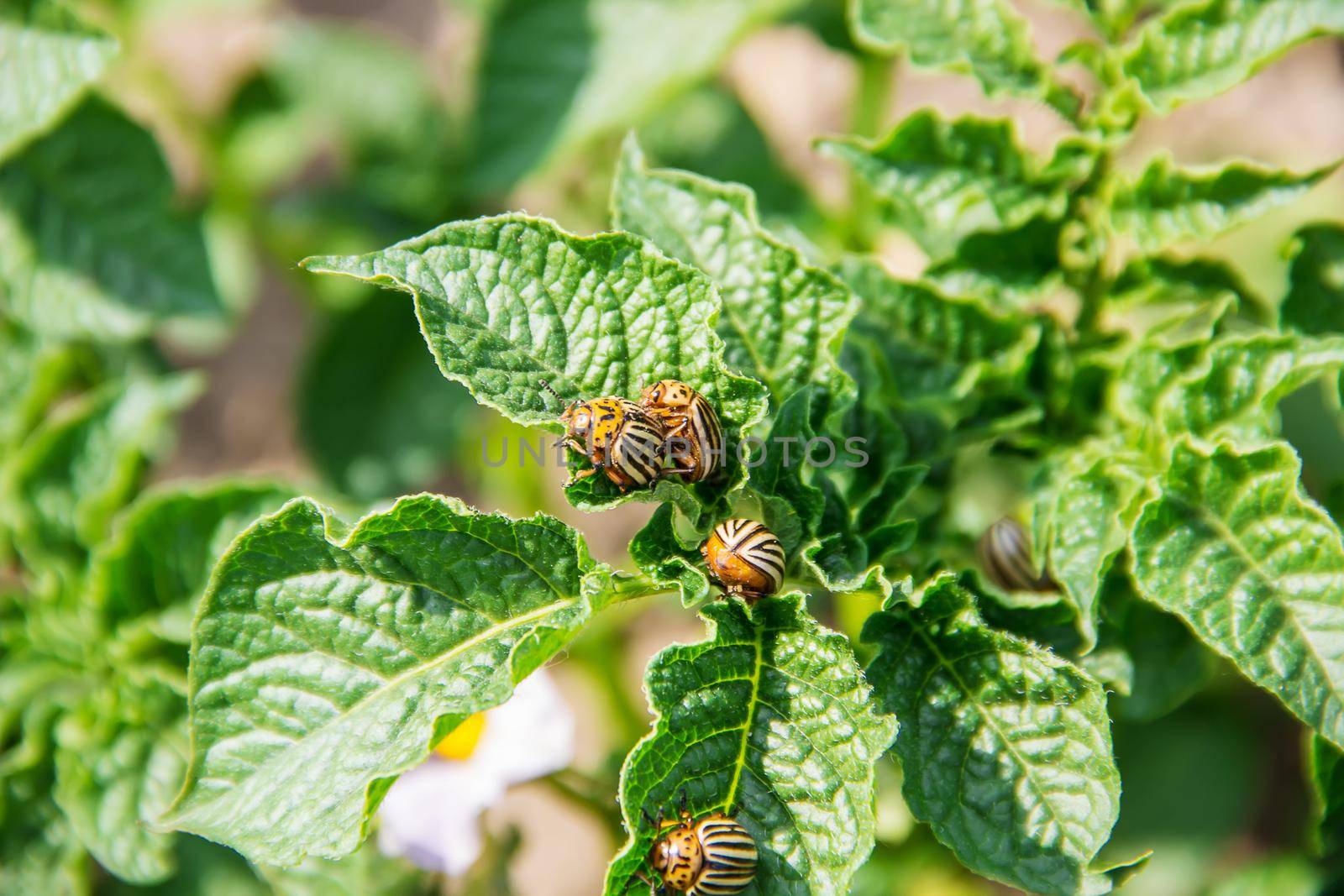 cultivation of potato colorado beetles. selective focus. nature