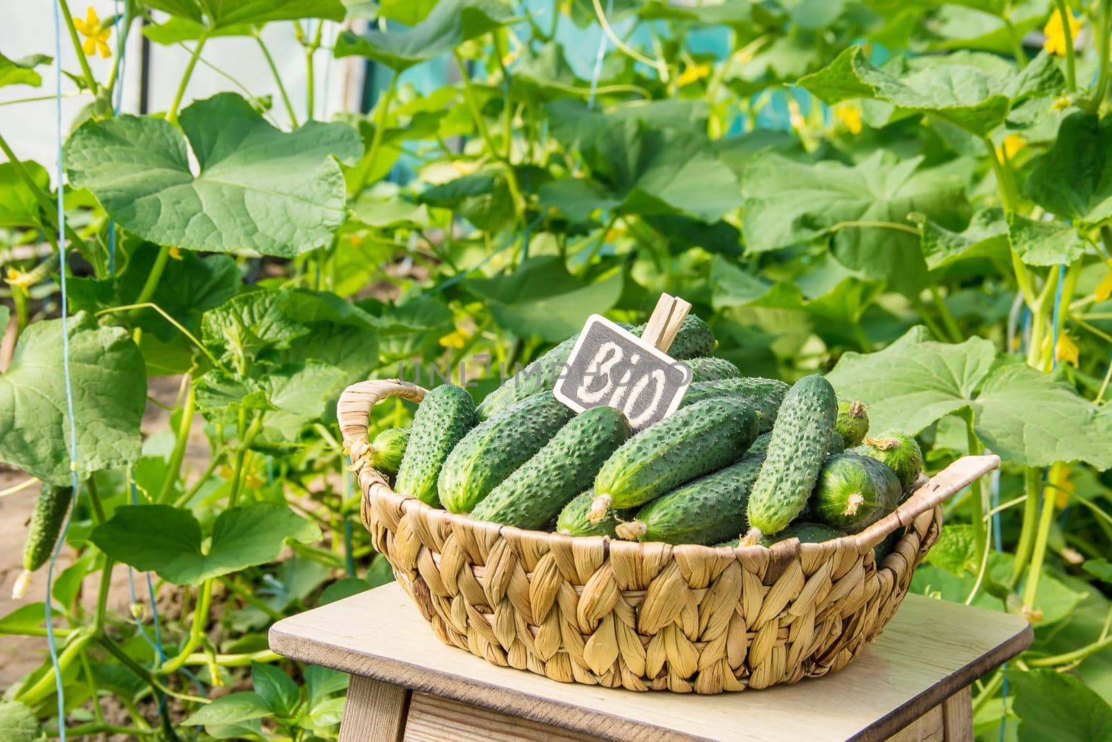 homemade cucumber cultivation and harvest. selective focus. nature