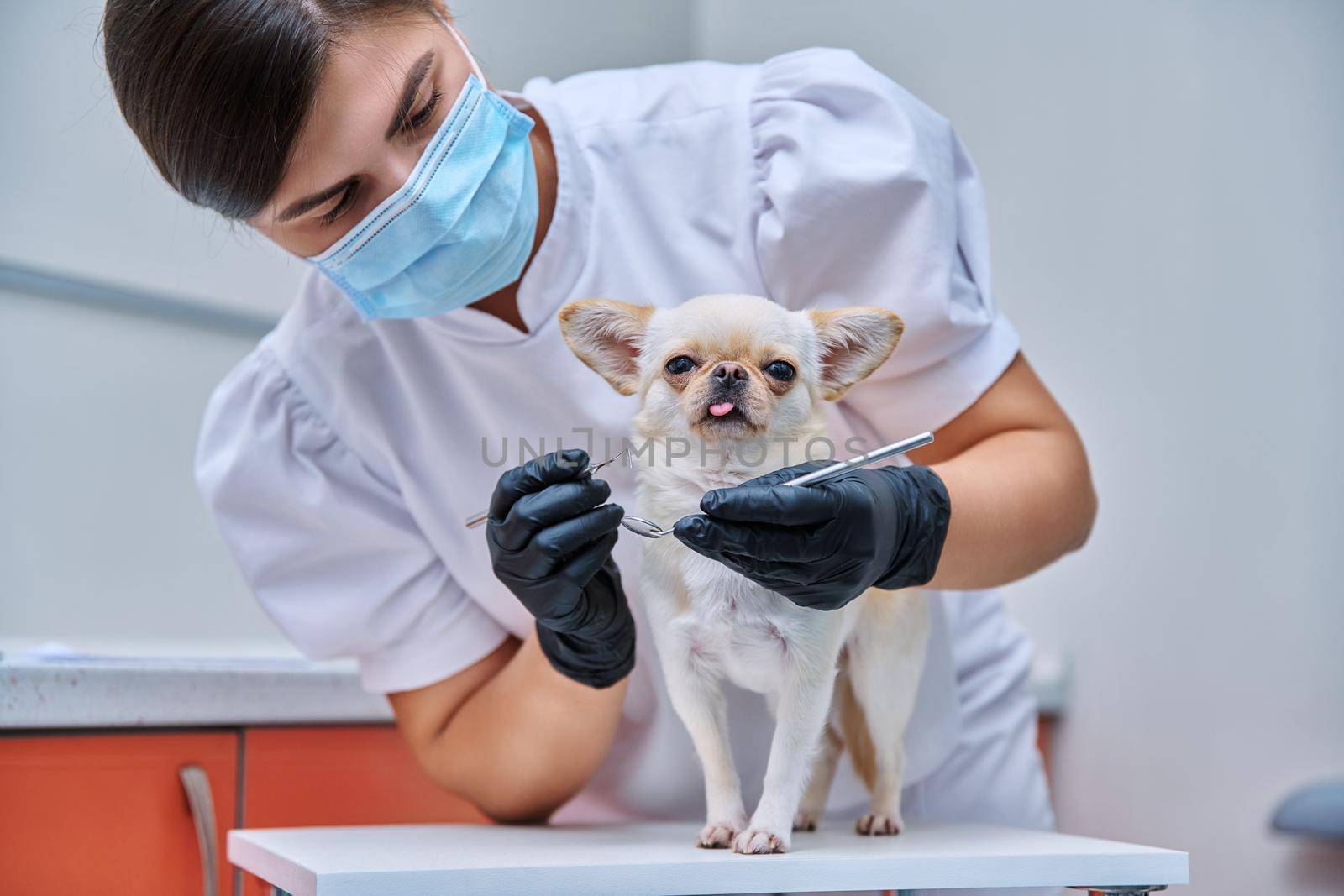 Small chihuahua dog being examined by a dentist doctor in a veterinary clinic. Pets, medicine, hygiene, care, animals concept