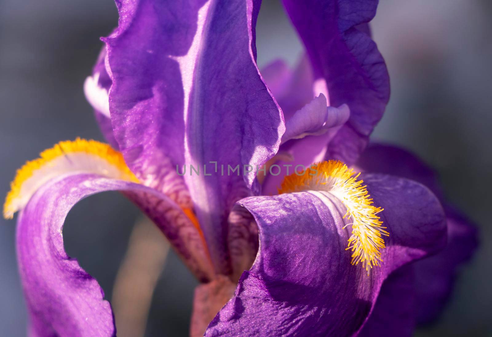 Beautiful purple Iris Croatica with yellow hairs in dappled sunlight by StefanMal