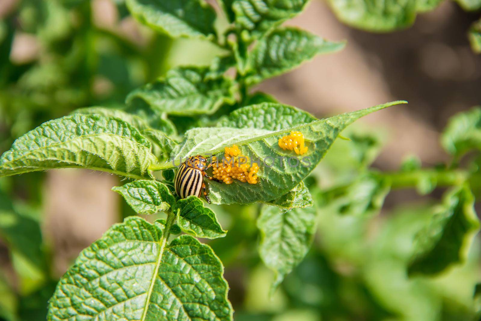 cultivation of potato colorado beetles. selective focus. nature