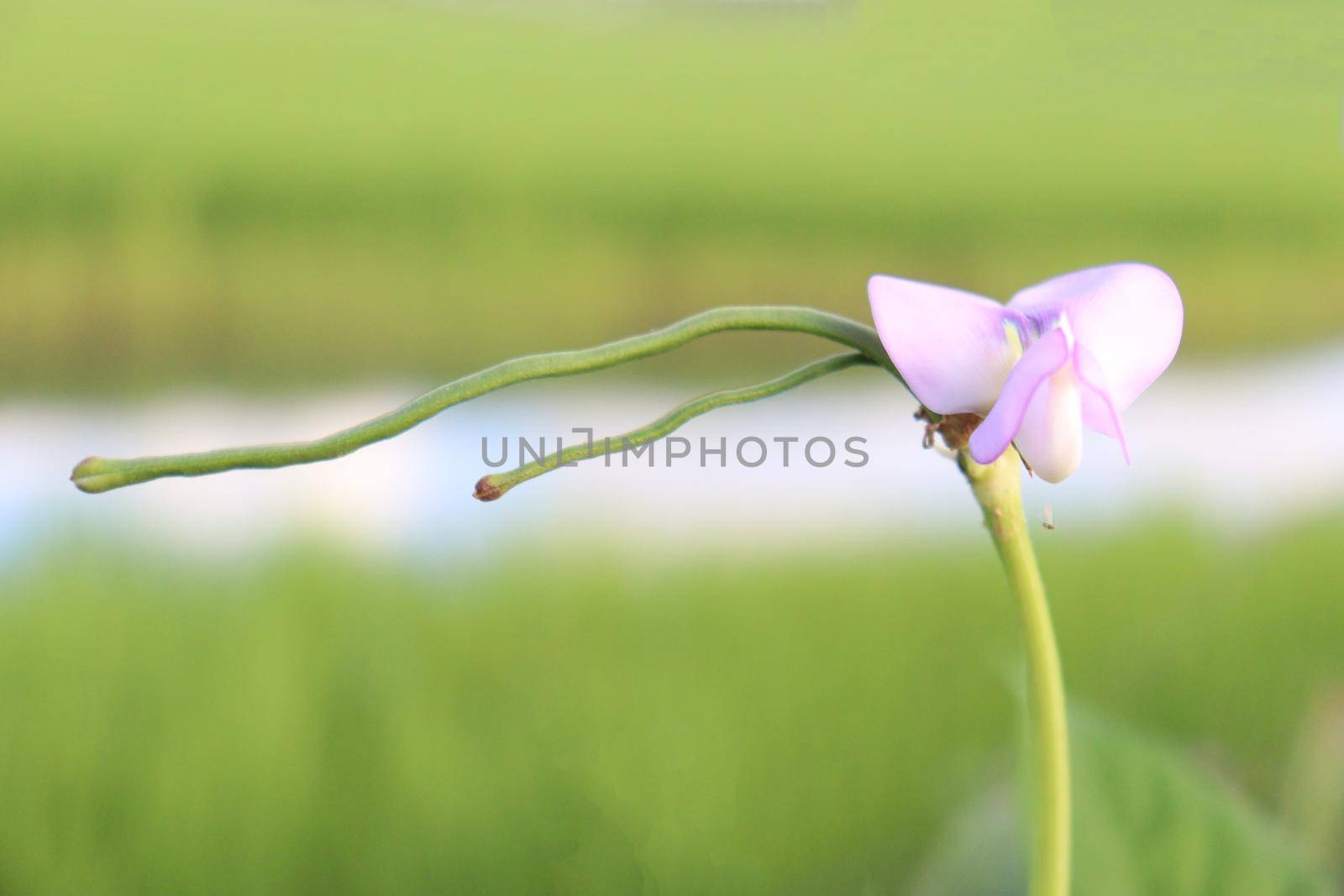 Asparagus and flower on farm for harvest