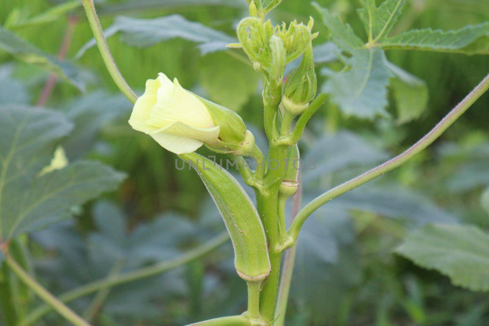 green colored lady finger on tree in farm for harvest